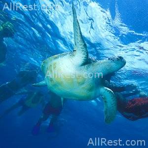 Coral Reef Club 35